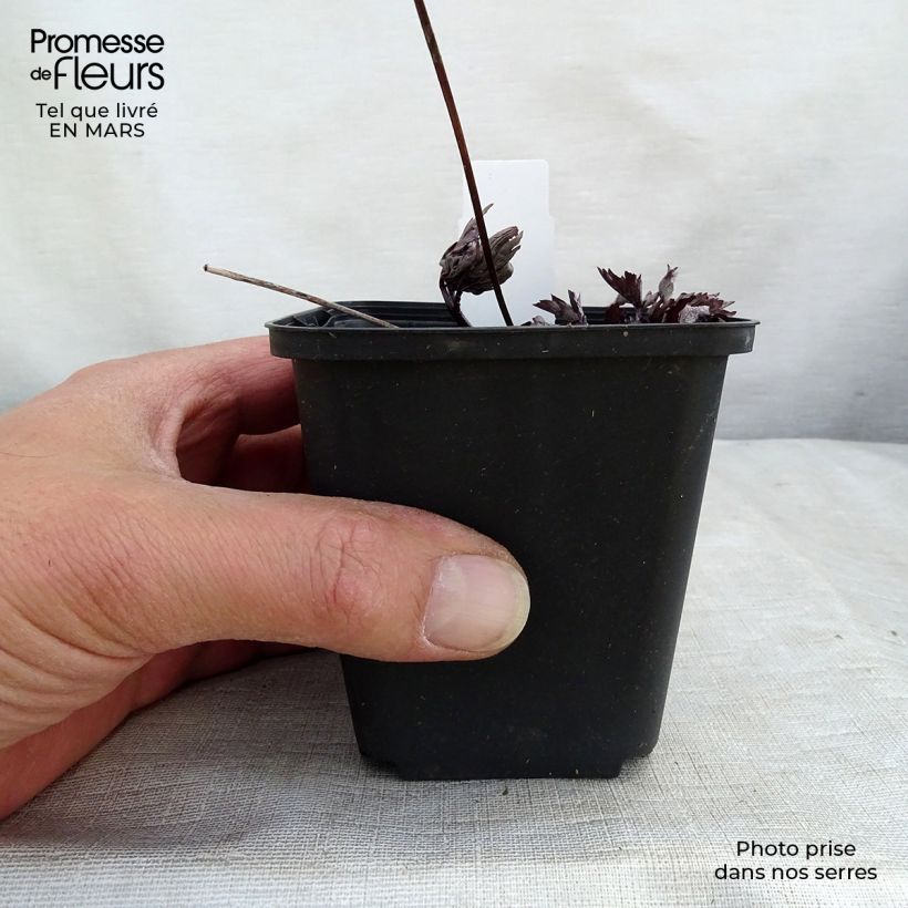 Actaea Black Negligee - Cimicifuga Vasetto da 8/9 cm esemplare consegnato in primavera
