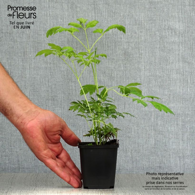 Esemplare di Actaea matsumurae White Pearl - Cimicifuga Vasetto da 8/9 cm consegnato in estate