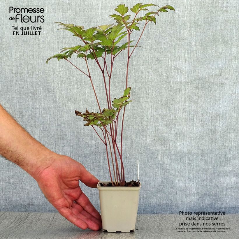 Esemplare di Cimicifuga simplex Atropurpurea - Actaea Vasetto da 8/9 cm consegnato in estate