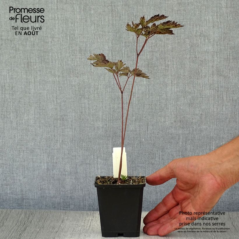 Esemplare di Cimicifuga simplex Brunette - Actaea Vasetto da 8/9 cm consegnato in estate