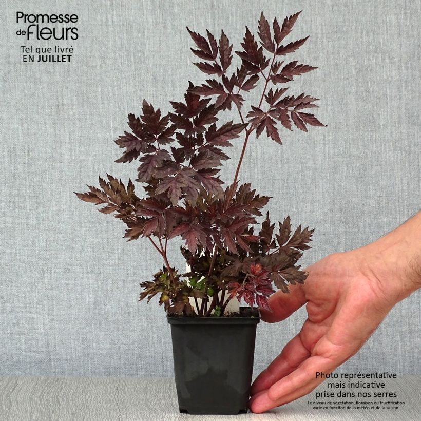 Esemplare di Cimicifuga simplex Pink Spike - Actaea Vasetto da 8/9 cm consegnato in estate