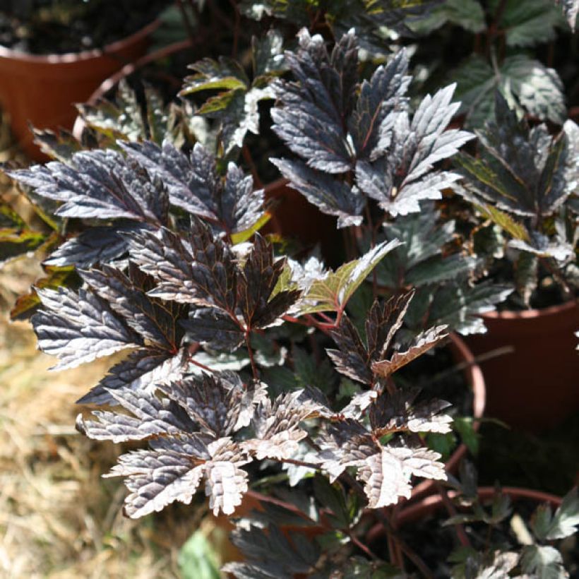 Cimicifuga simplex Brunette - Actaea (Fogliame)
