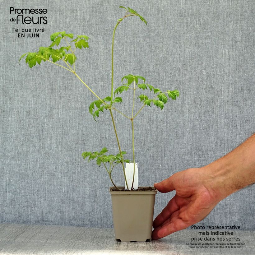 Esemplare di Cimicifuga simplex Carbonella - Actaea Vasetto da 8/9 cm consegnato in estate