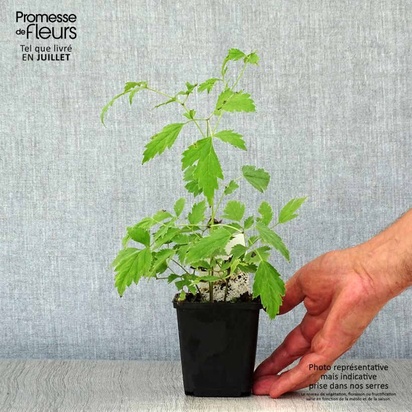 Esemplare di Actaea racemosa - Cimicifuga Vasetto da 8/9 cm consegnato in estate
