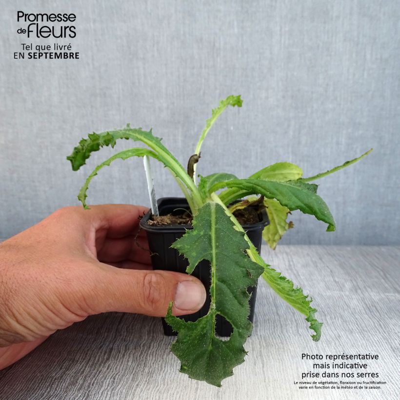 Esemplare di Cirsium japonicum Rose Beauty - Cardo Vasetto da 8/9 cm come consegnato in autunno