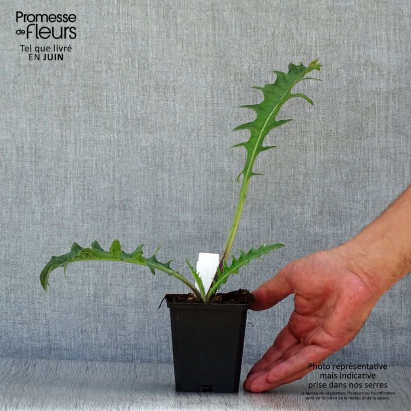 Esemplare di Cirsium rivulare Atropurpureum - Cardo dei ruscelli Vasetto da 8/9 cm consegnato in estate