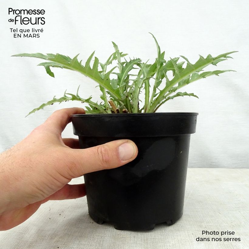 Cirsium rivulare Atropurpureum - Cardo dei ruscelli Vaso da 2L/3L esemplare consegnato in primavera