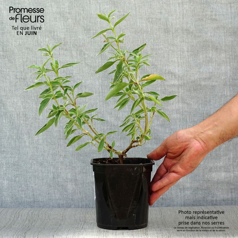 Esemplare di Cistus argenteus Silver Pink - Cisto Vaso da 2L/3L consegnato in estate