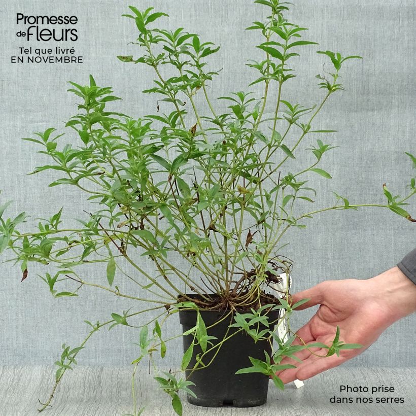 Esemplare di Cistus lusitanicus Decumbens - Cisto Vaso da 2L/3L come consegnato in autunno