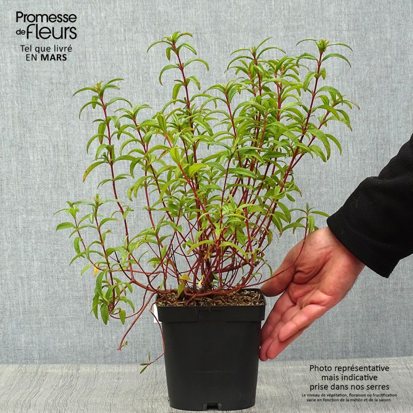 Cistus lusitanicus Decumbens - Cisto Vaso da 2L/3L esemplare consegnato in primavera