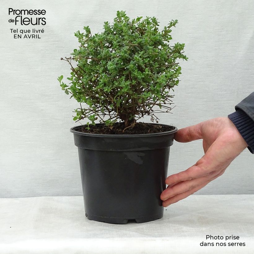 Cistus obtusifolius - Cisto Vaso da 2L/3LAltezza consegnata circa 20/30cm esemplare consegnato in primavera