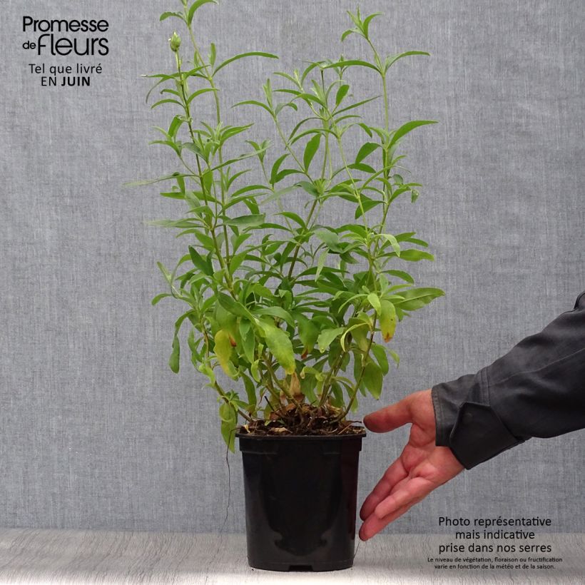 Esemplare di Cistus purpureus Alan Fradd - Cisto Vaso da 2L/3L consegnato in estate