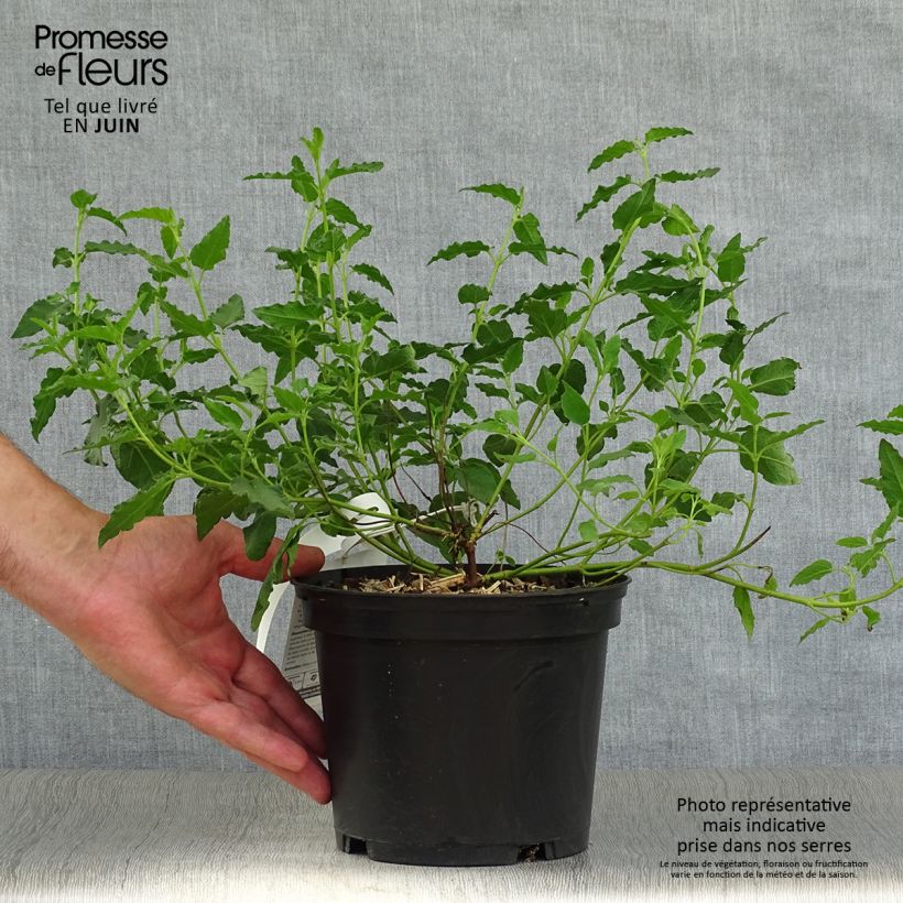 Esemplare di Cistus corbariensis - Cisto Vaso da 2L/3L consegnato in estate