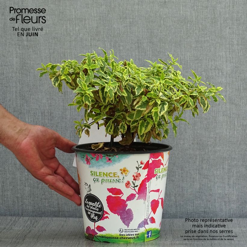 Esemplare di Cistus corbariensis Little Miss Sunshine - Cisto Vaso da 4L/5L consegnato in estate