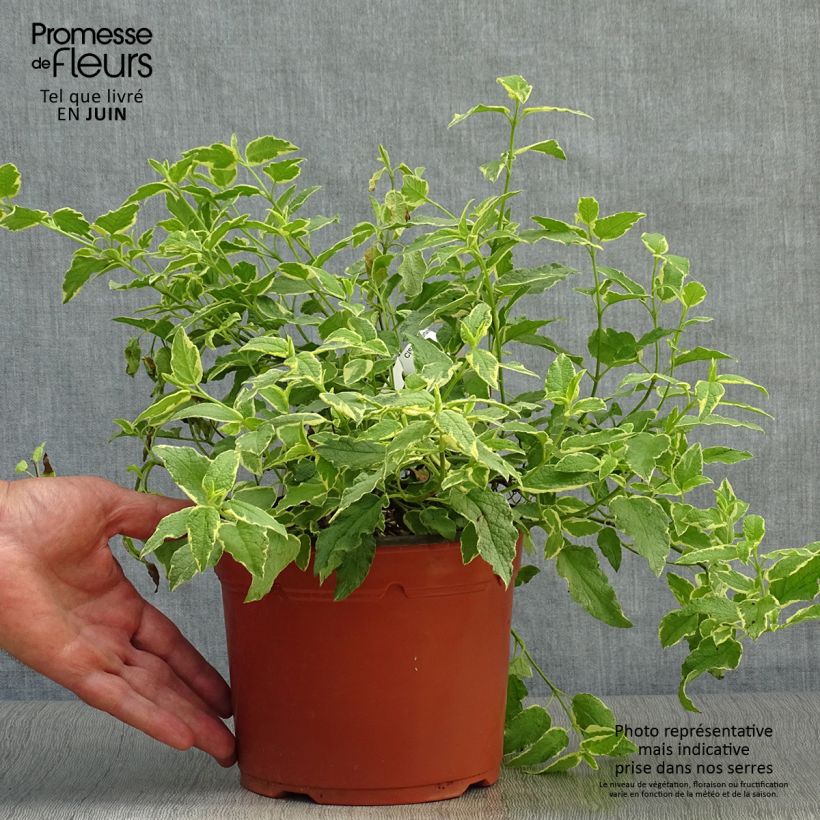 Esemplare di Cistus corbariensis Rospico - Cisto Vaso da 2L/3L consegnato in estate