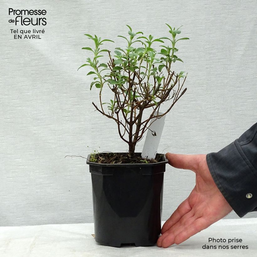 Cistus creticus - Cisto di Creta Vaso da 3L/4L esemplare consegnato in primavera