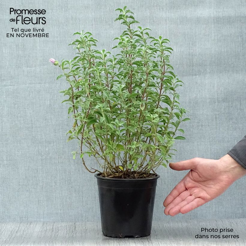 Esemplare di Cistus creticus - Cisto di Creta Vaso da 3L/4L come consegnato in autunno