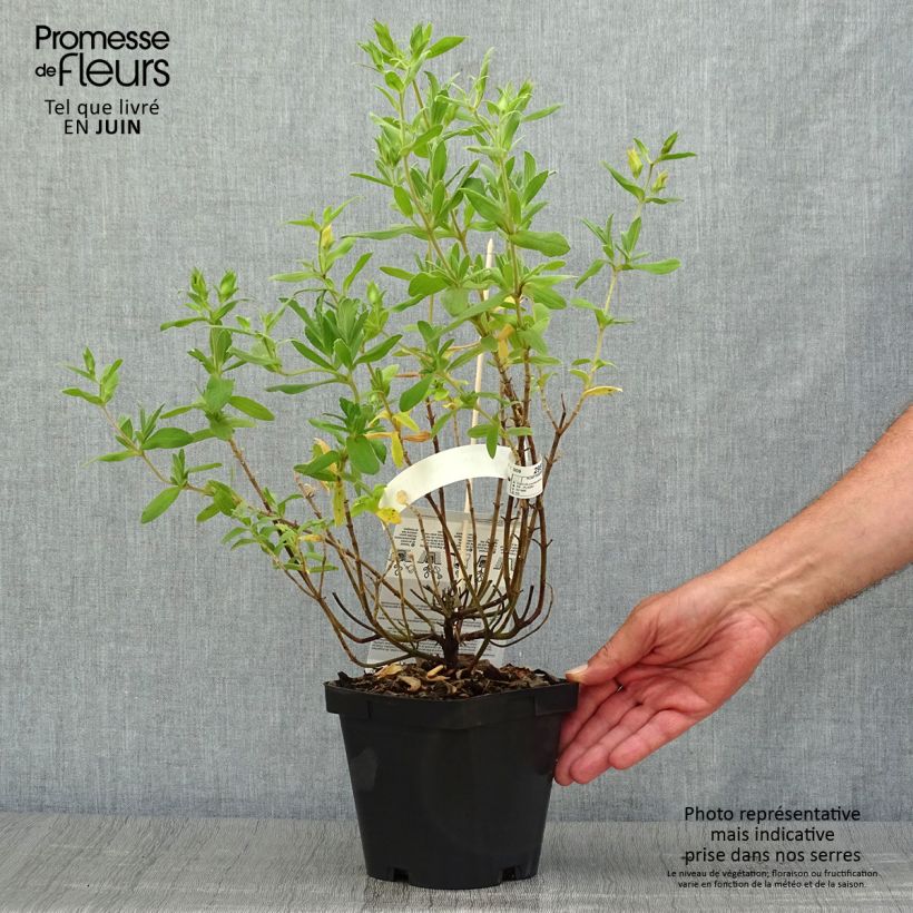Esemplare di Cistus pulverulentus Sunset - Cisto Vaso da 2L/3L consegnato in estate
