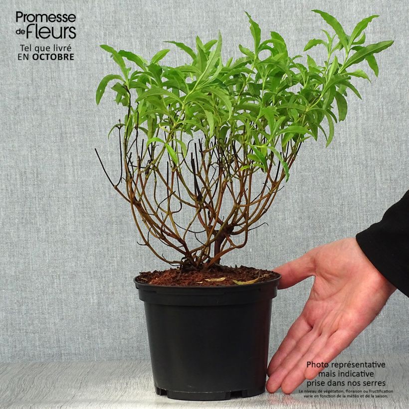 Esemplare di Cistus purpureus Betty Taudevin - Cisto Vaso da 2L/3L come consegnato in autunno