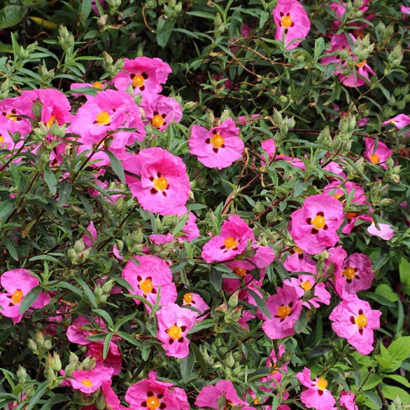 Cistus purpureus - Cisto (Fioritura)