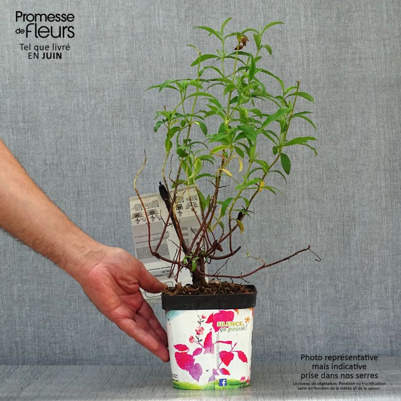 Esemplare di Cistus purpureus - Cisto Vaso da 2L/3L consegnato in estate
