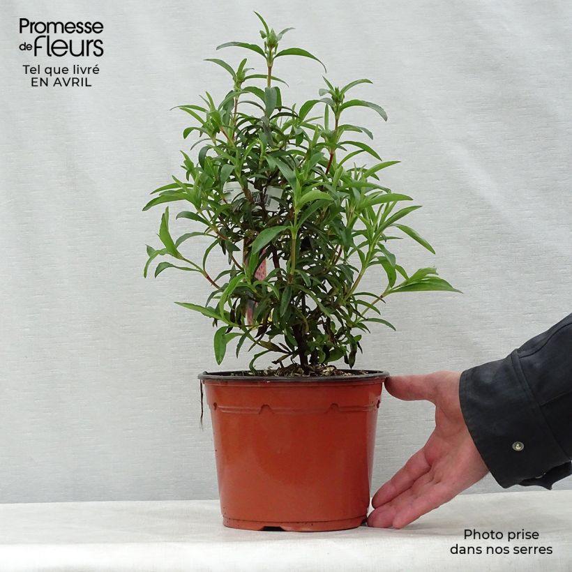 Cistus purpureus - Cisto Vaso da 2L/3LAltezza consegnata circa 30/40cm esemplare consegnato in primavera