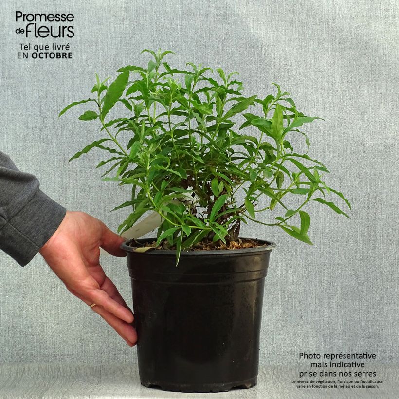 Esemplare di Cistus purpureus - Cisto Vaso da 4L/5L come consegnato in autunno