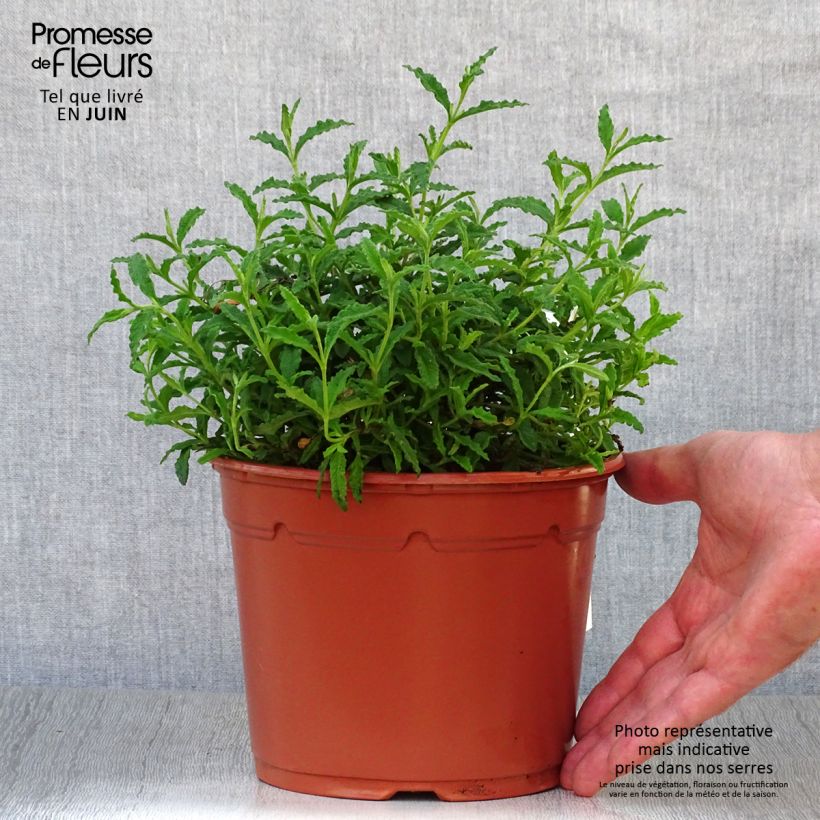 Esemplare di Cistus salviifolius - Cisto femmina Vaso da 2L/3L consegnato in estate