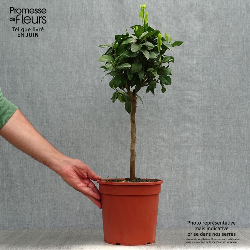 Esemplare di Citrus x volkameriana - Limone rosso Vaso da 4L/5L, Vaso impalcato basso consegnato in estate