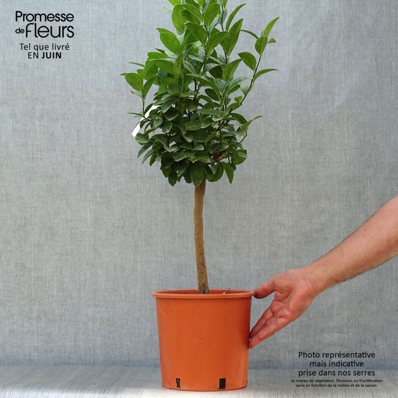 Esemplare di Citrus x aurantiifolia - Limetta Vaso da 4L/5L, Vaso impalcato basso consegnato in estate