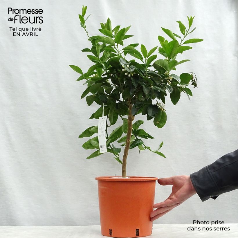 Citrus x aurantiifolia - Limetta Vaso da 4L/5L, Vaso impalcato bassoAltezza consegnata circa 50/60cm esemplare consegnato in primavera