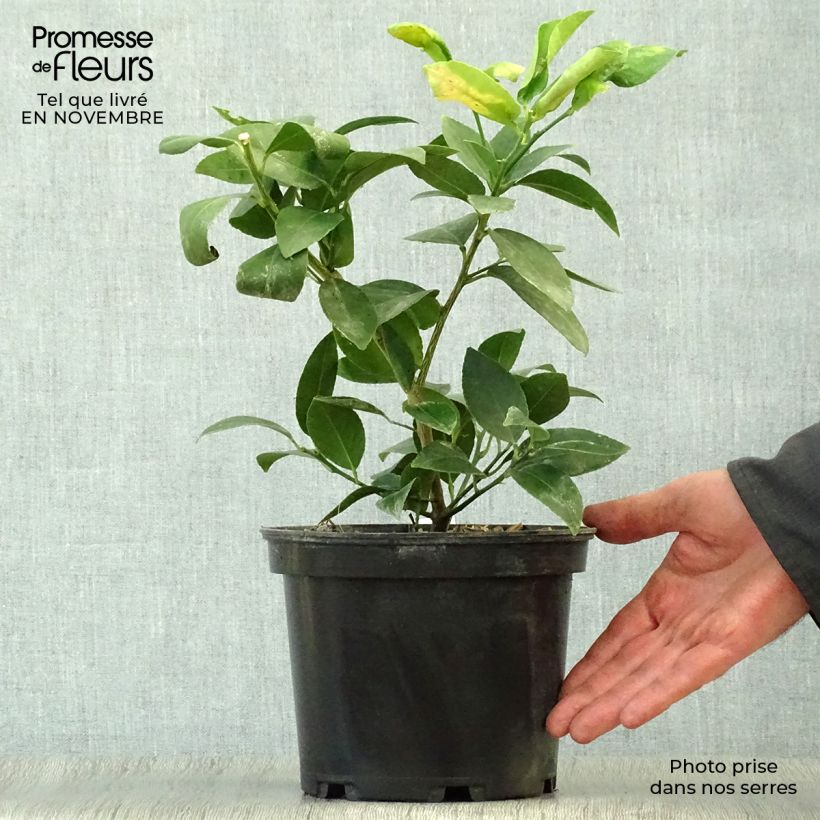 Esemplare di Citrus x aurantiifolia Mexicana - Limetta messicana Vaso da 2L/3L come consegnato in autunno