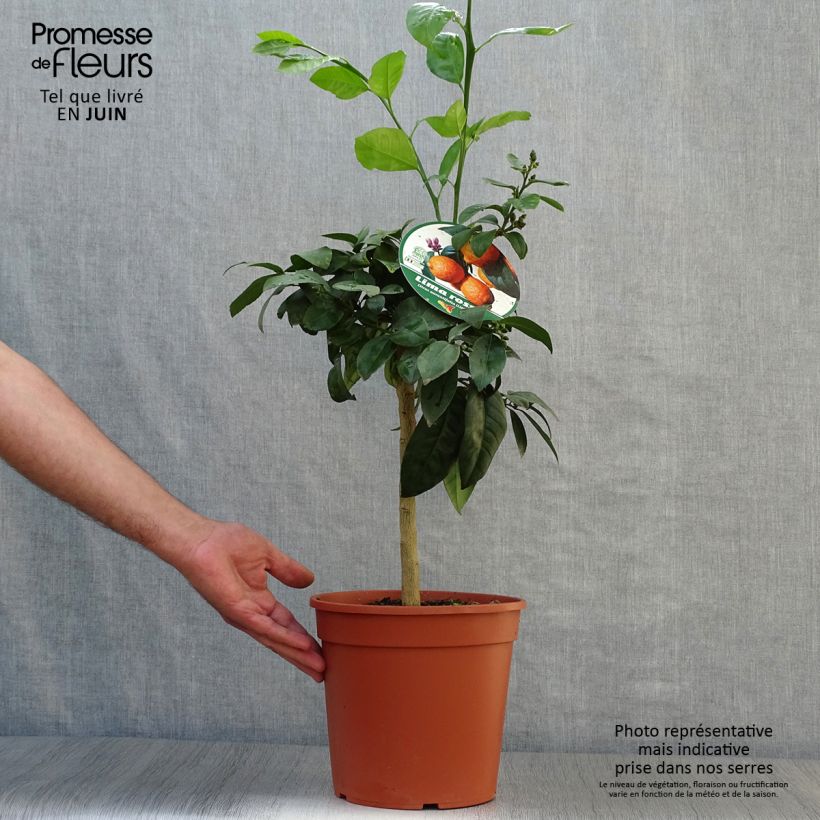 Esemplare di Citrus x aurantiifolia Red Lime - Limetta Vaso da 3L/4L, Vaso impalcato basso consegnato in estate