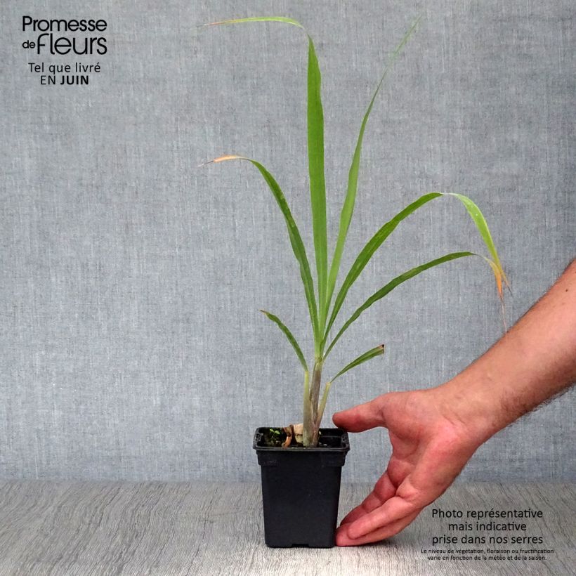 Esemplare di Cymbopogon citratus - Citronella Lemongrass Vasetto da 7/8 cm consegnato in estate