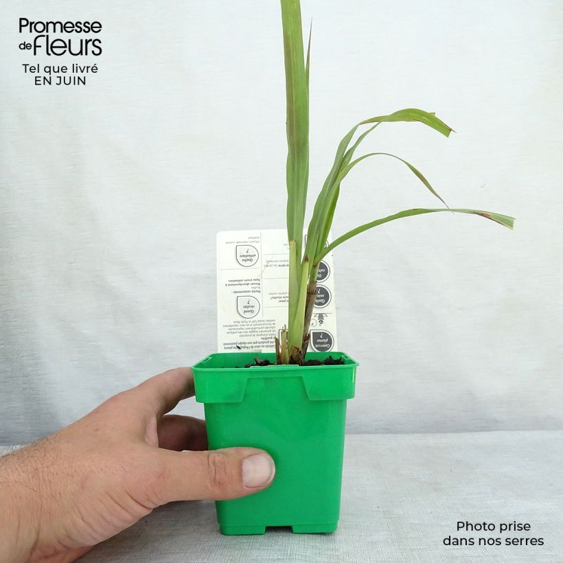 Esemplare di Cymbopogon citratus - Citronella Lemongrass Vaso da 1L/1,5L consegnato in estate