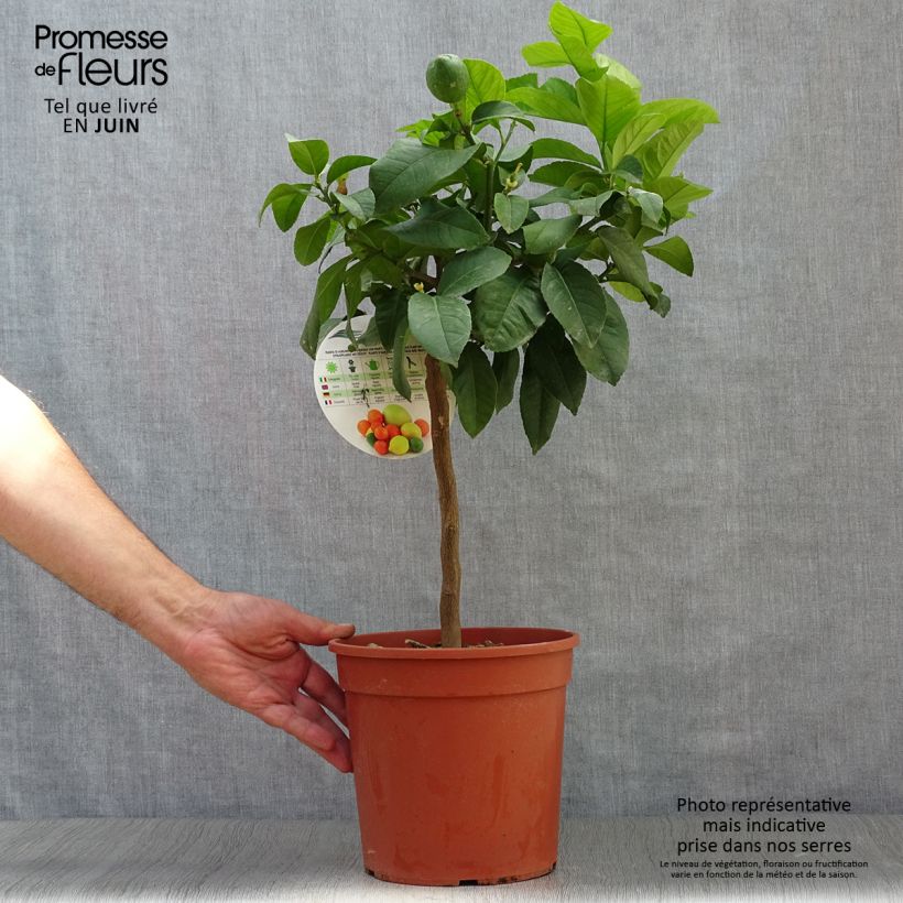 Esemplare di Citrus limon Adamo - Limone Vaso da 4L/5L, Vaso impalcato basso consegnato in estate
