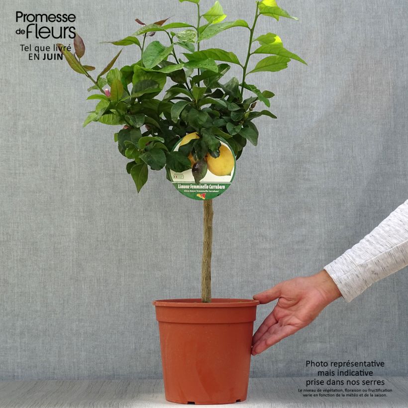 Esemplare di Citrus limon Femminello Carrubaro - Limone Vaso da 4L/5L, Vaso impalcato basso consegnato in estate