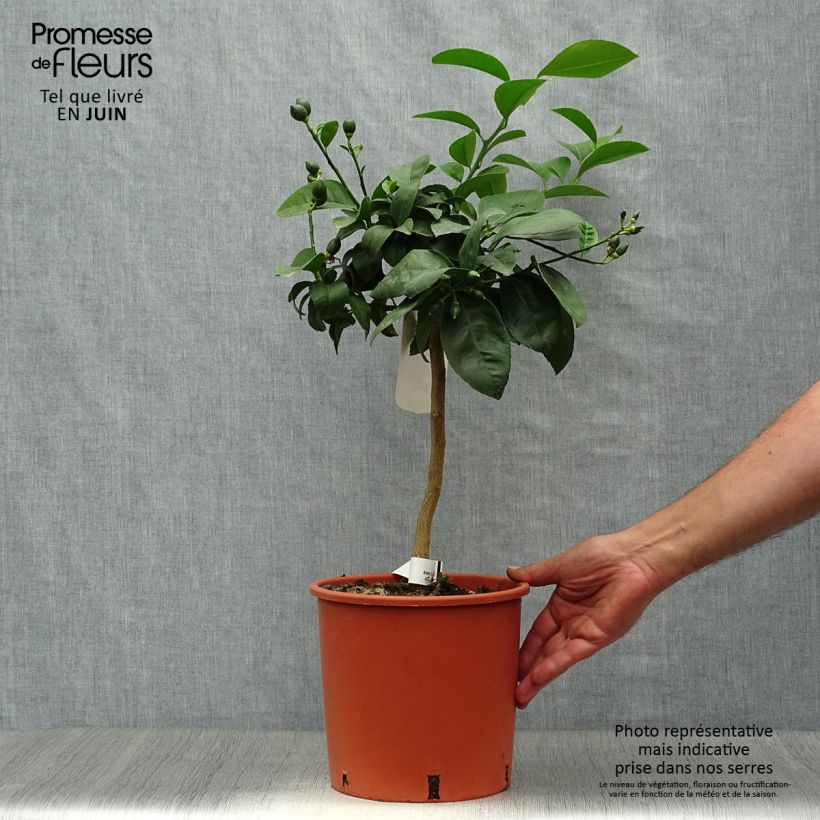Esemplare di Citrus x limon Meyer - Limone di Meyer Vaso da 4L/5L, Vaso impalcato basso consegnato in estate