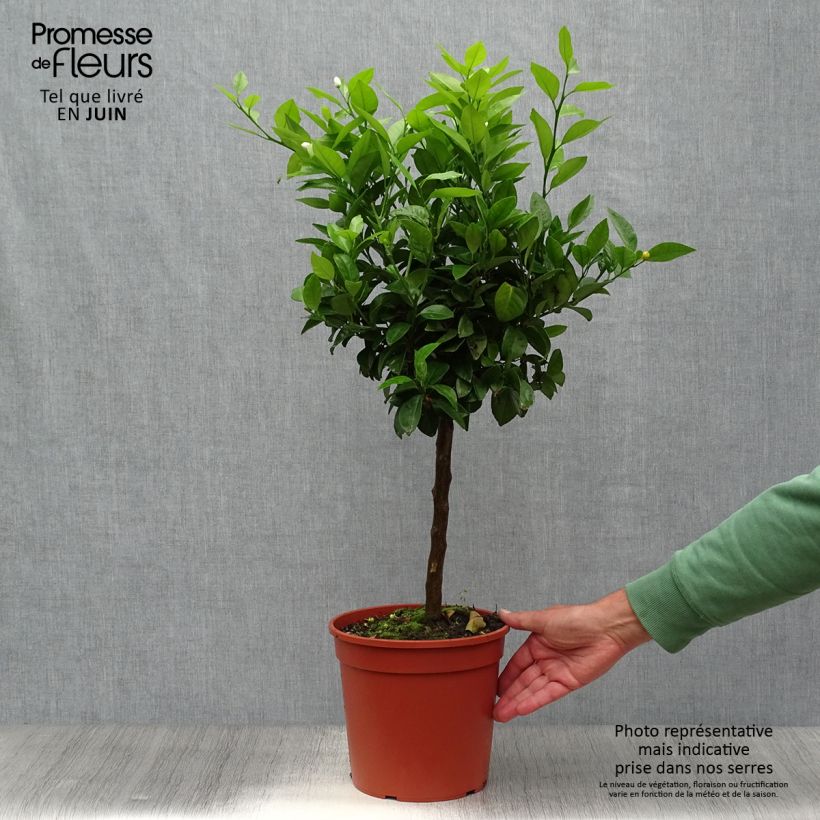 Esemplare di Citrus limetta Pursha - Limetta romana Vaso da 4L/5L, Vaso impalcato basso consegnato in estate