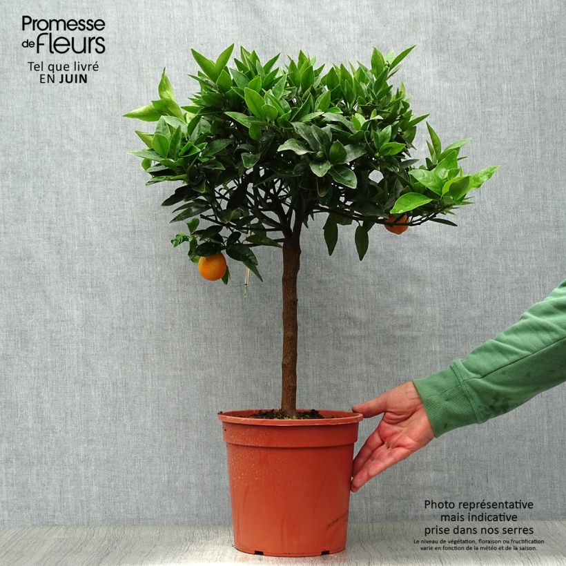 Esemplare di Citrus Fortunella margarita x Citrus clementina Kucle - Kucle Vaso da 4L/5L, Vaso impalcato basso consegnato in estate