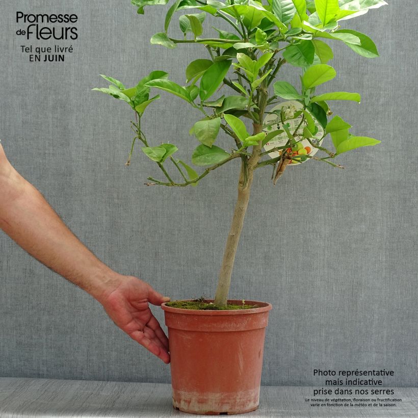 Esemplare di Citrus Lipo - Lipo Vaso da 4L/5L, Vaso impalcato basso consegnato in estate