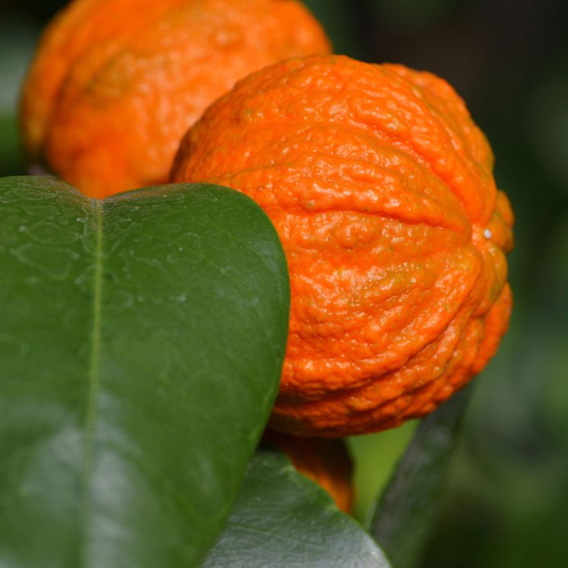 Arancio amaro Bizzaria (Raccolta)