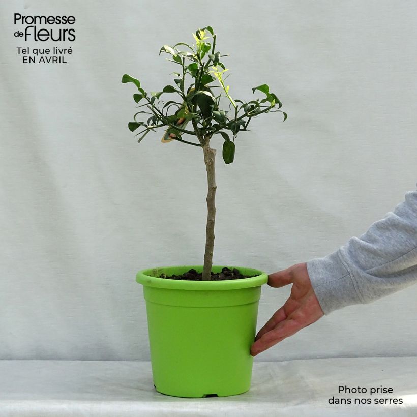 Citrus ichangensis - Limone di Ichang Vaso da 4L/5L, Vaso impalcato basso esemplare consegnato in primavera