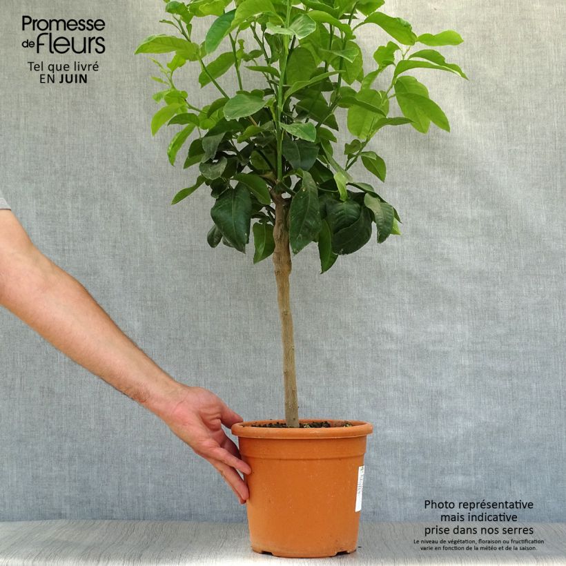 Esemplare di Citrus medica Maxima - Cedro (agrume) Vaso da 3L/4L, Vaso impalcato basso consegnato in estate