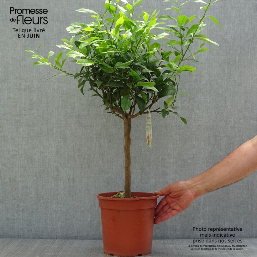 Esemplare di Citrus medica x limon Pigmentata - Cedro (agrume) Vaso da 4L/5L, Vaso impalcato basso consegnato in estate