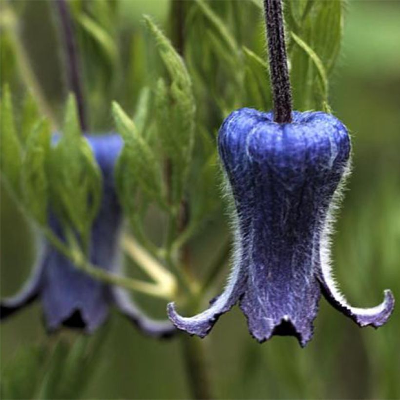 Clematis hirsutissima - Clematide (Fioritura)