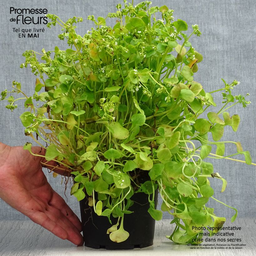 Claytonia perfoliata (piante) - Claytonia Vaso da 1,5L/2L esemplare consegnato in primavera
