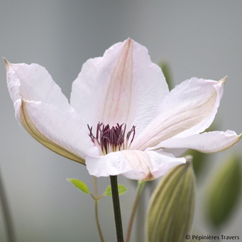 Clematis Jan Pawel II - Clematide (Fioritura)