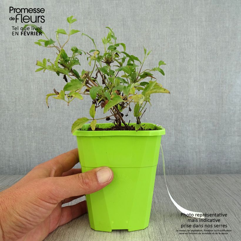 Esemplare di Clematis tangutica Little Lemons - Clematide Vaso da 1L/1,5L come consegnato in autunno