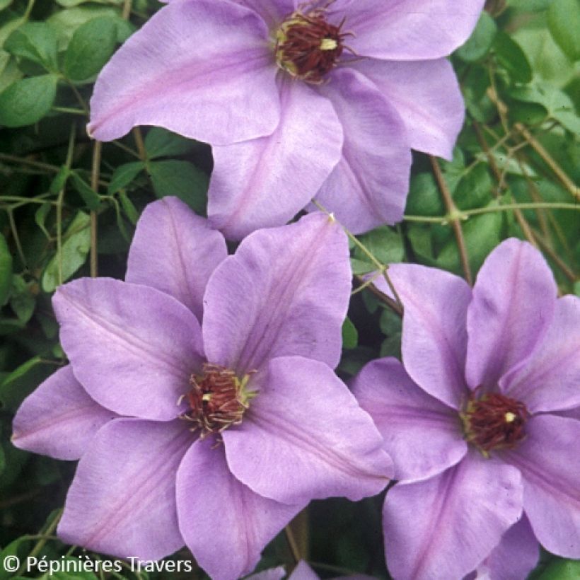 Clematis Ramona - Clematide (Fioritura)